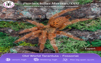 pterinochillus murinus female tarantula 